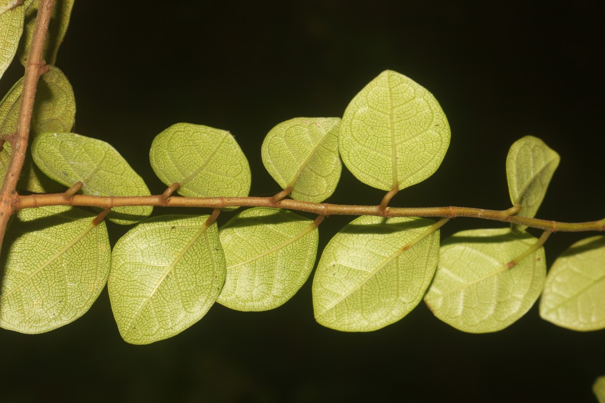 Ficus diversiformis Miq.